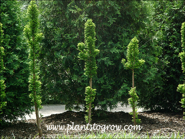 Growing in front of a large hedge of Techny Arborvitae.